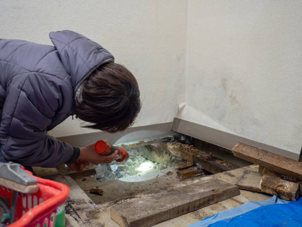 Best Black Mold Removal  in Heber Springs, AR