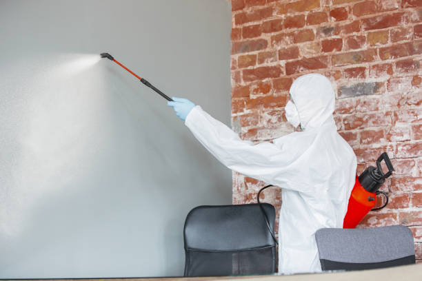 Best Attic Mold Removal  in Heber Springs, AR
